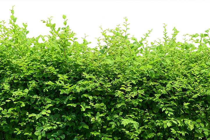 Hecke schneiden Hecke schneiden